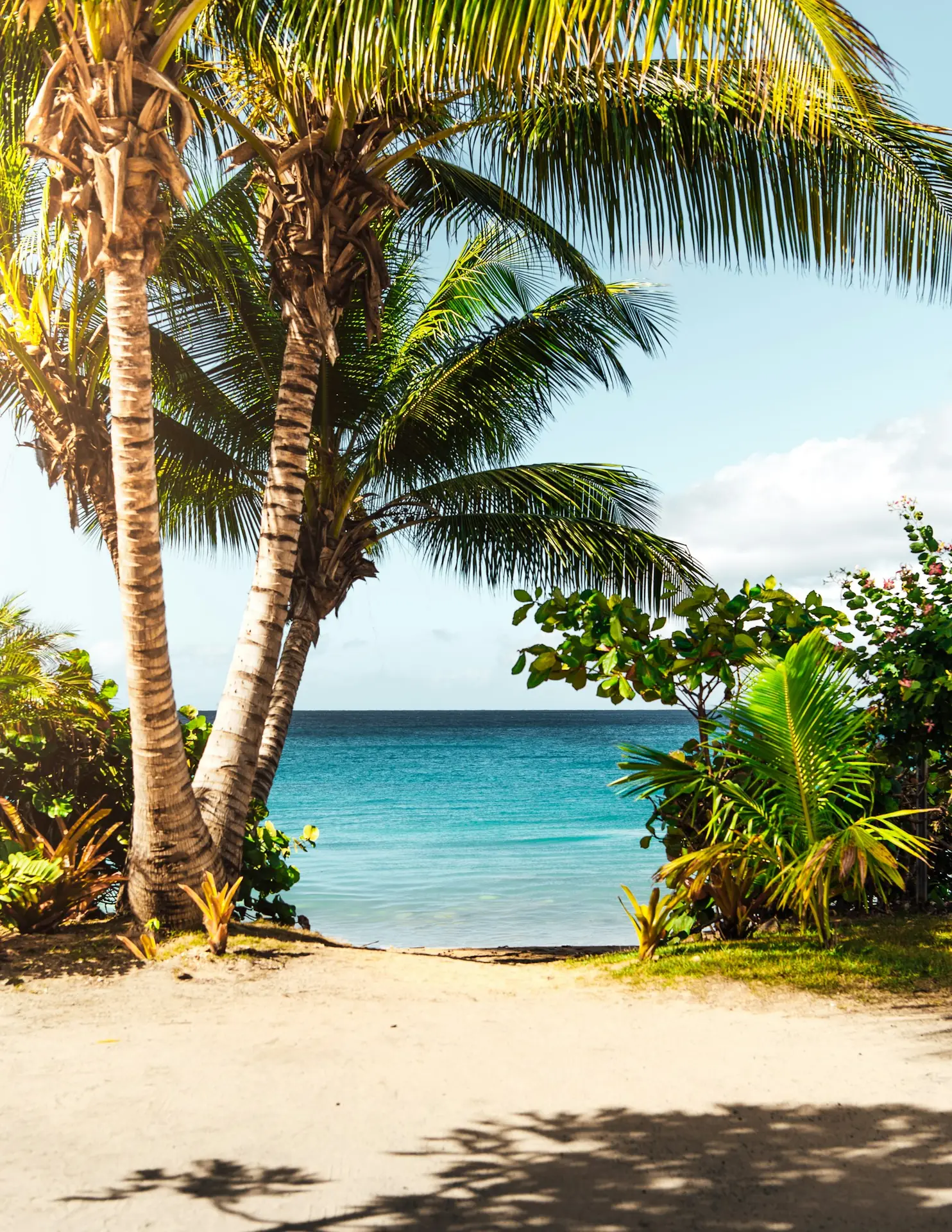 Palm trees at sunset, Mauritius